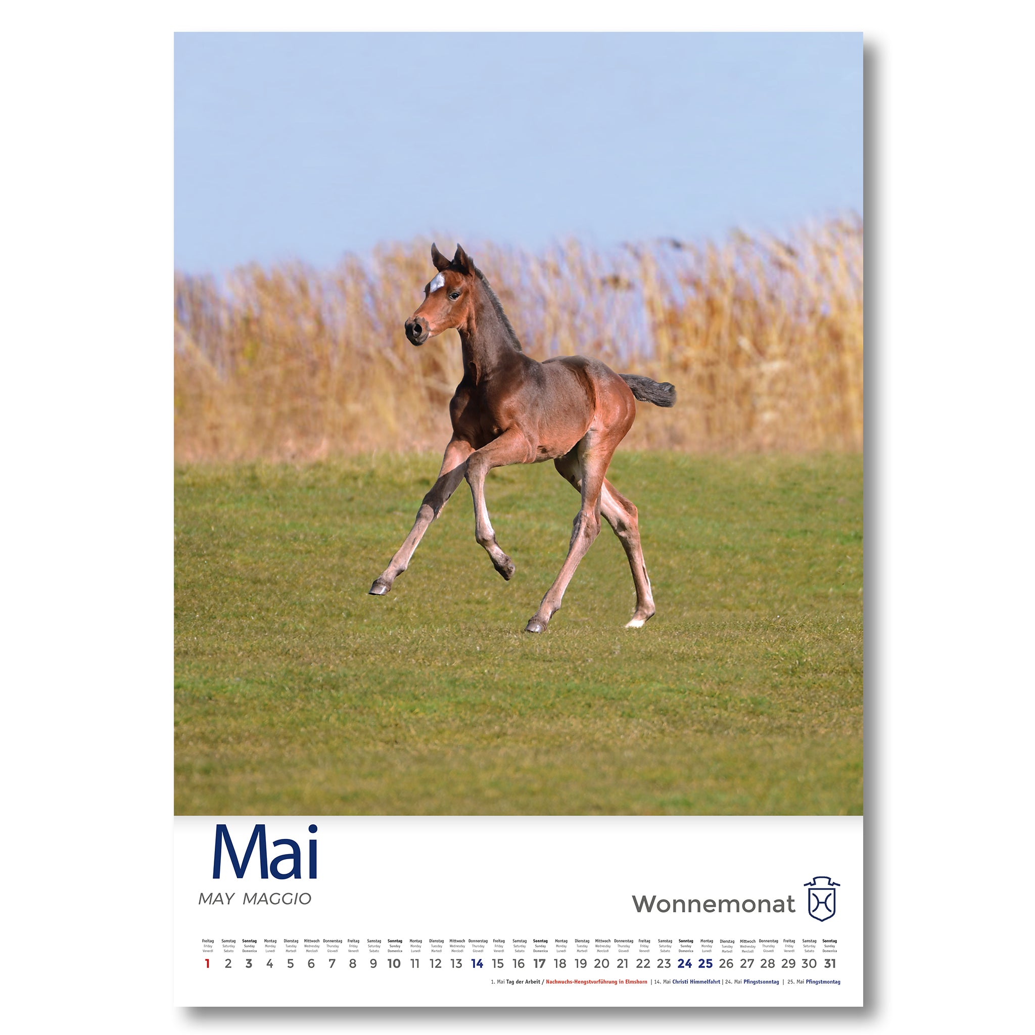 Holsteiner Impressionen - Kalender 2026