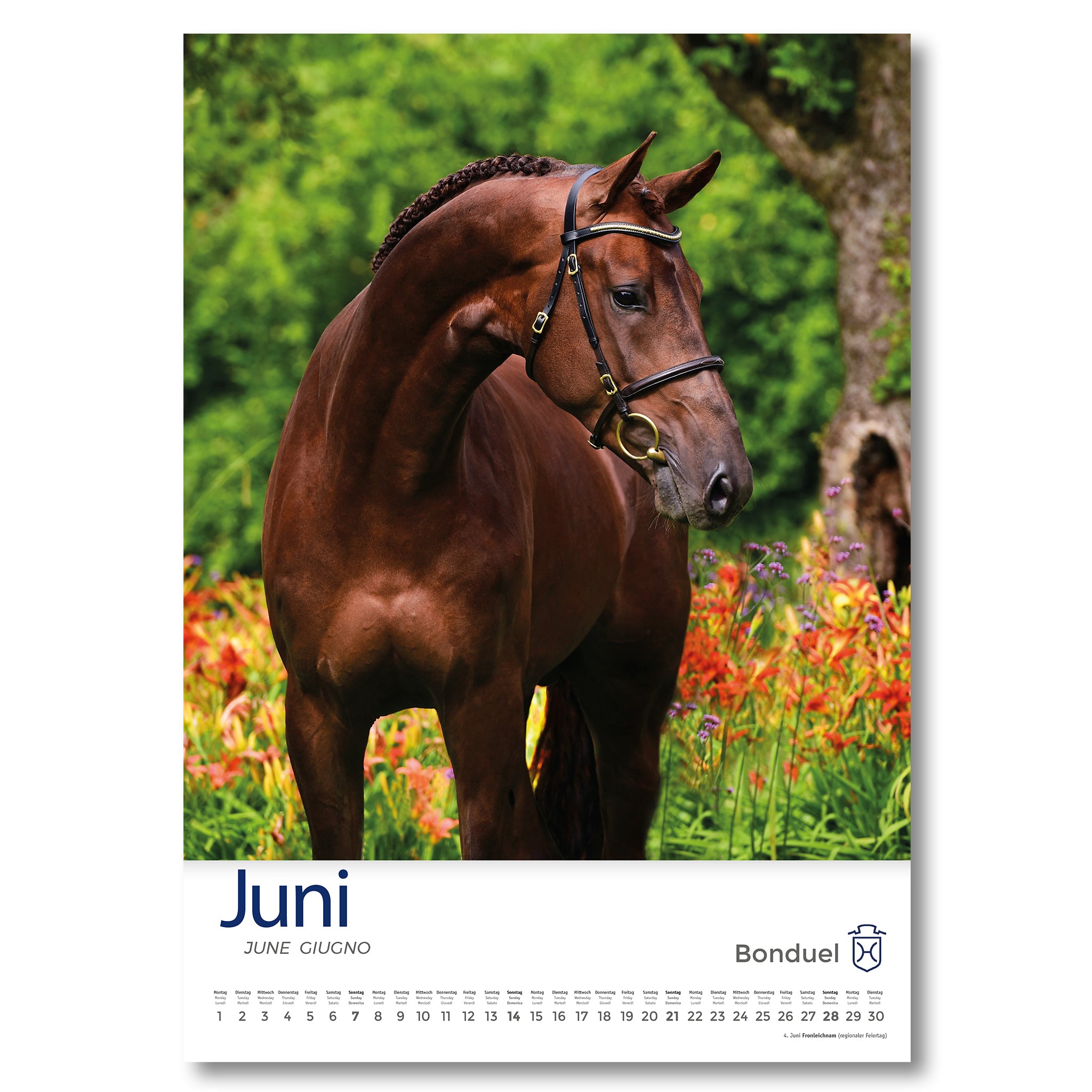 Holsteiner Impressionen - Kalender 2026