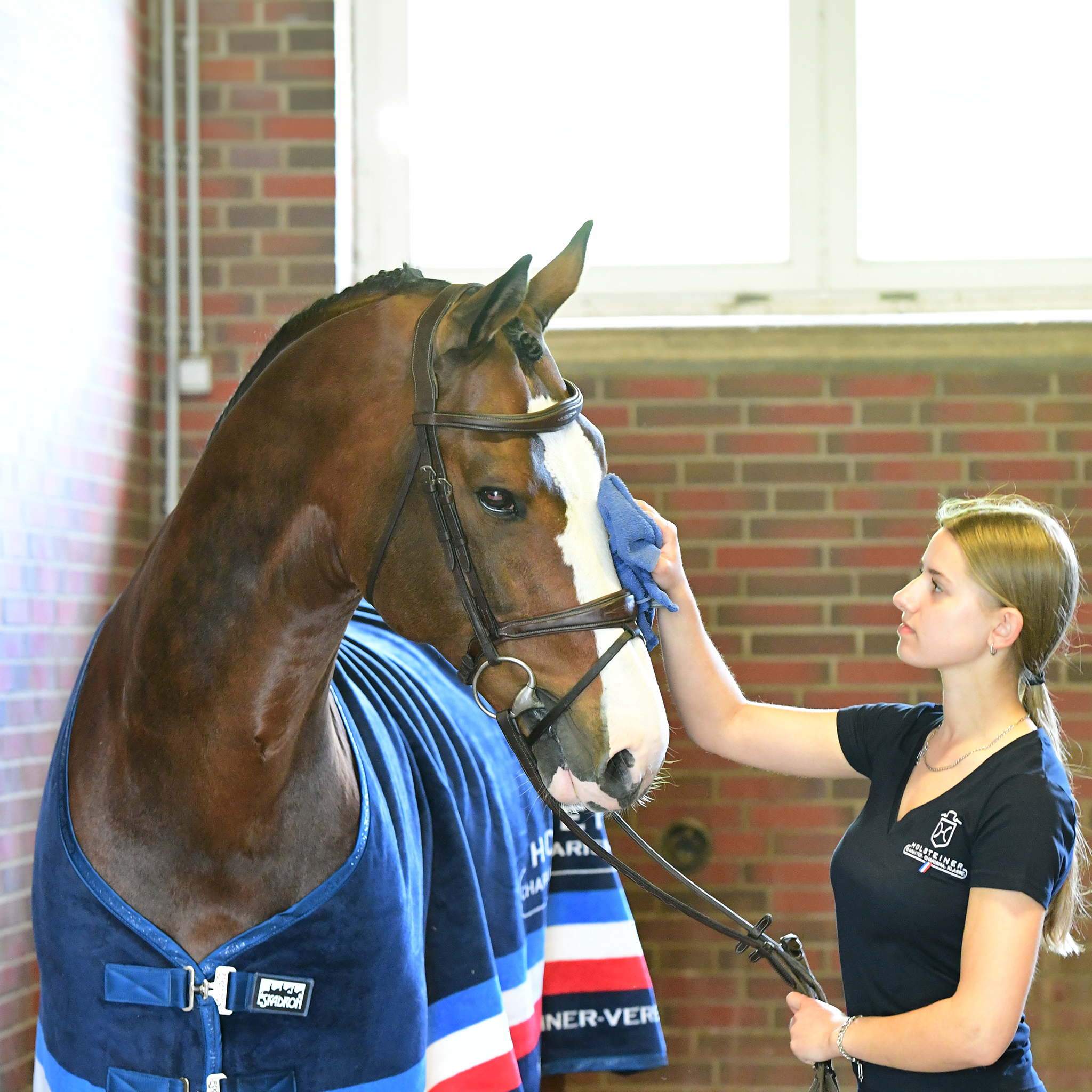 Holsteiner Elitedecke v. ESKADRON