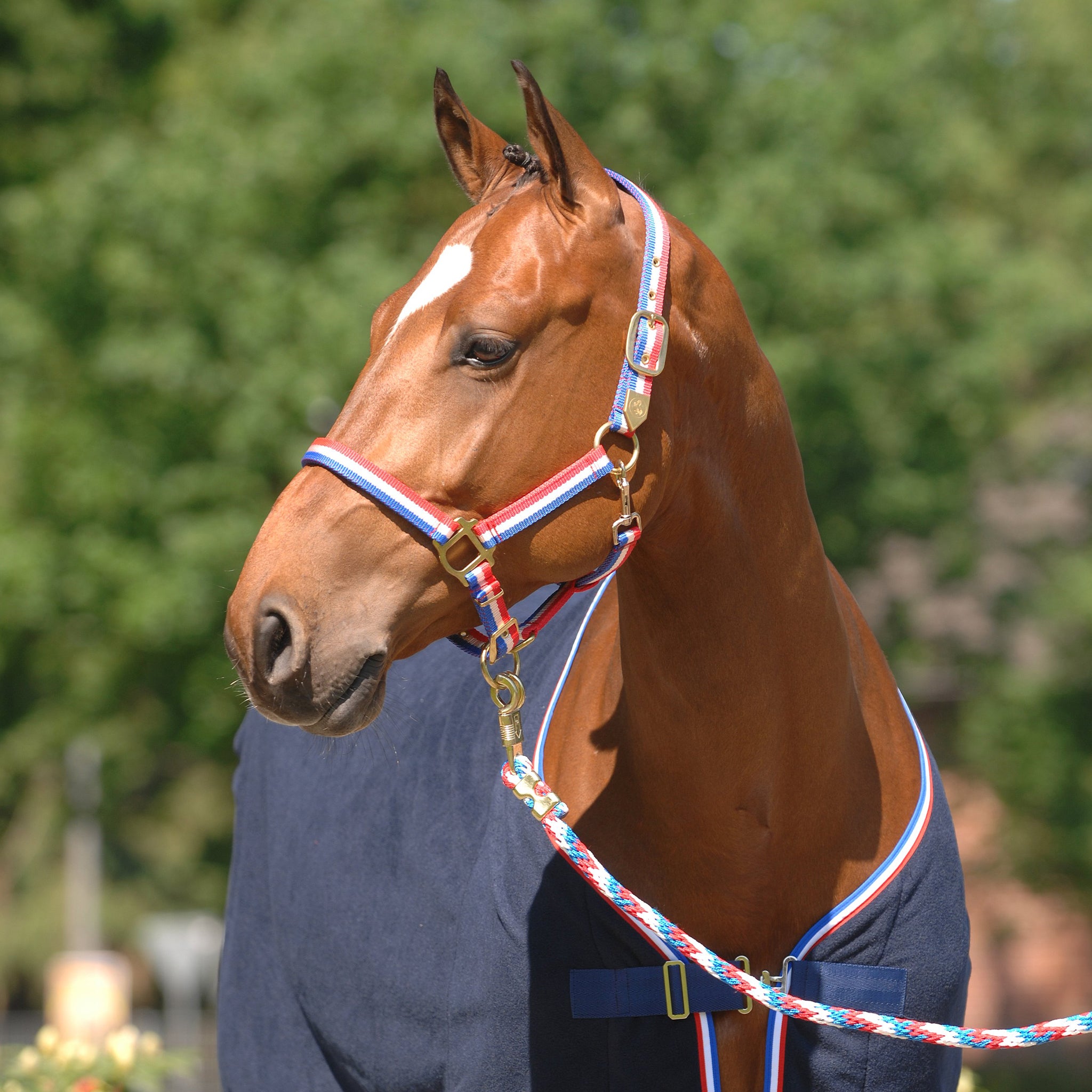 Holsteiner Halfter Tricolor Messing_15002